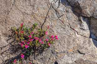 Mountain Pride (Penstemon newberryi)-2409